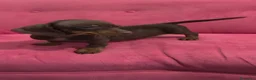 Teckel Miniatura perros en venta: TECKEL MINIATURA DISPONIBLES  - Anuncio 8