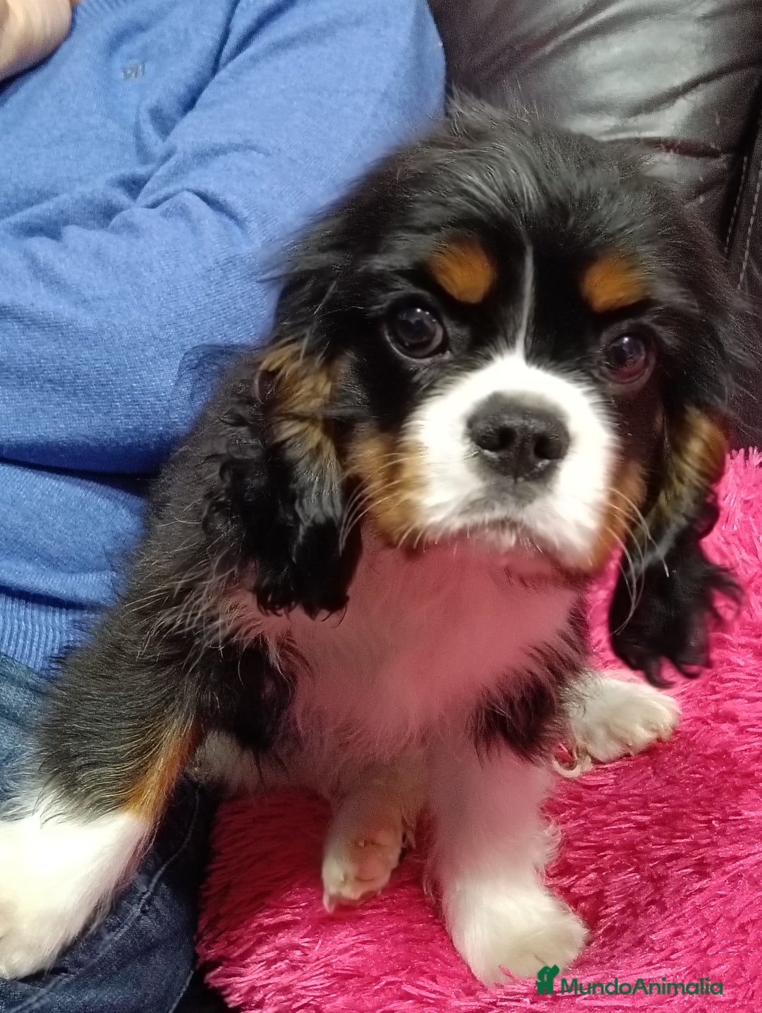 Cavalier King Charles Spaniel perros en venta: Cavalier macho tricolor - Anuncio 4