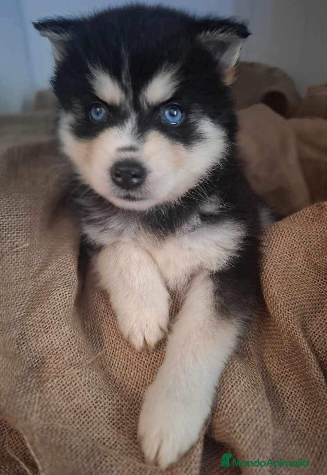 Pomsky perros en venta:  POMSKY POMSKY POMSKY  - Anuncio 1