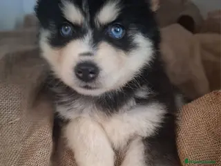 Pomsky perros POMSKY POMSKY POMSKY - Anuncio 21