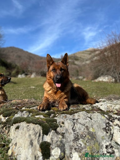 Imagen de galería {{count}}