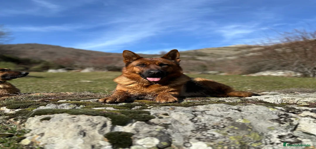 Imagen de galería {{count}}