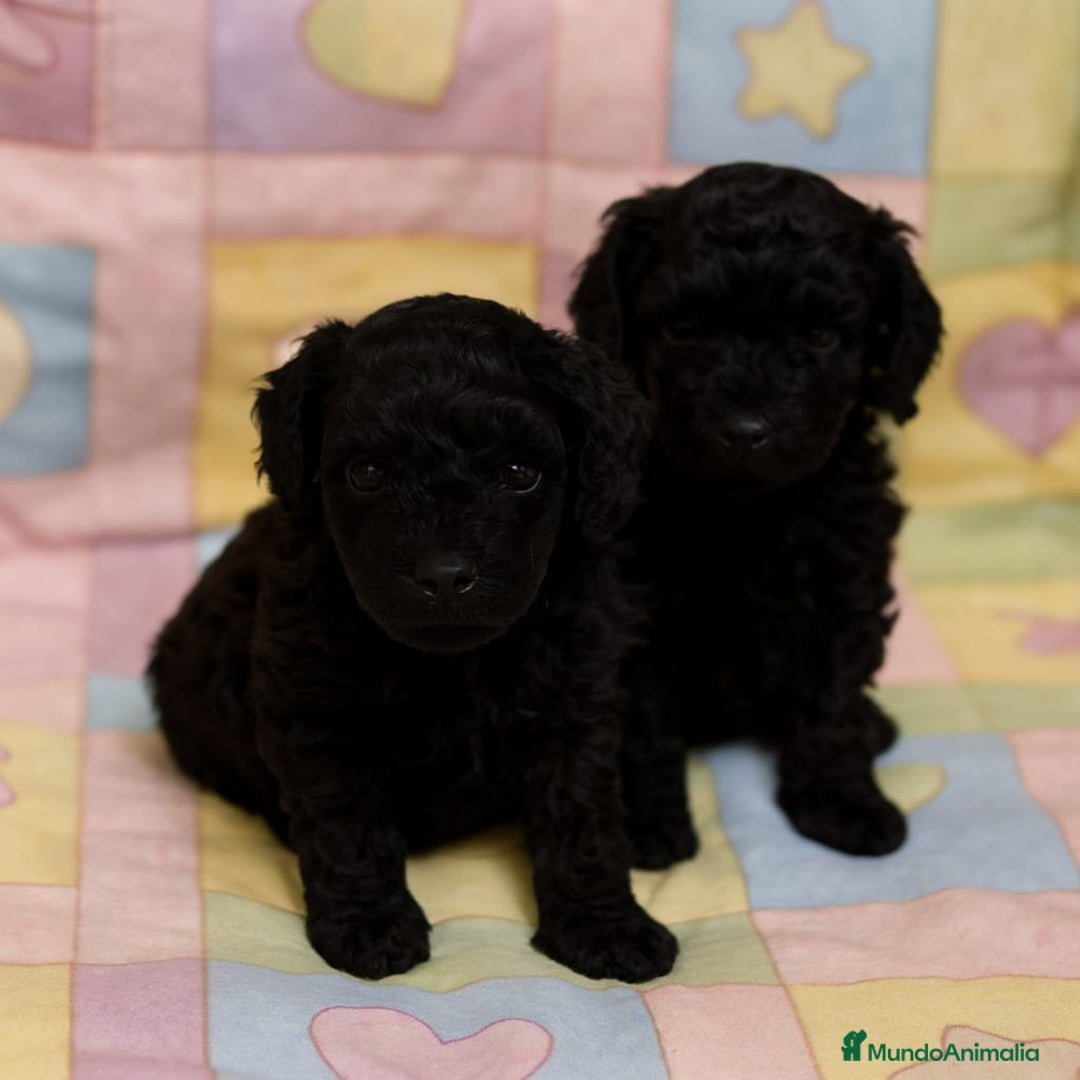 Caniche Toy perros en venta: Caniches Toy - Anuncio 3