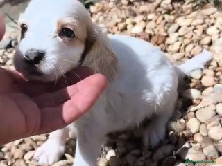 Cocker Spaniel Inglés perros - Anuncio 4