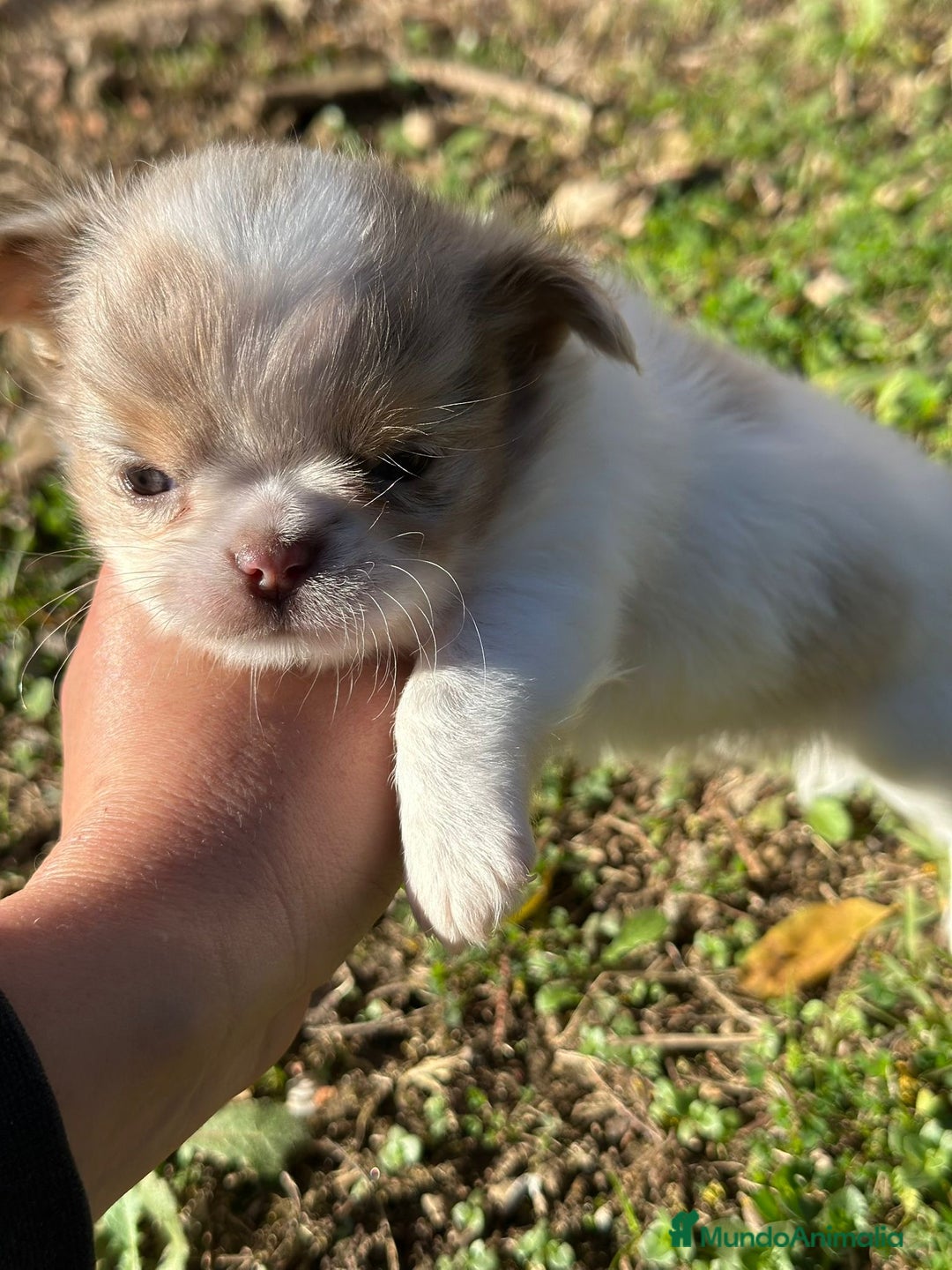 Chihuahua perros en venta: Chihuahua pelo largo Toy  - Anuncio 7