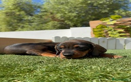 Teckel Miniatura perros en venta: TECKEL MINIATURA MACHO - Imagen 12