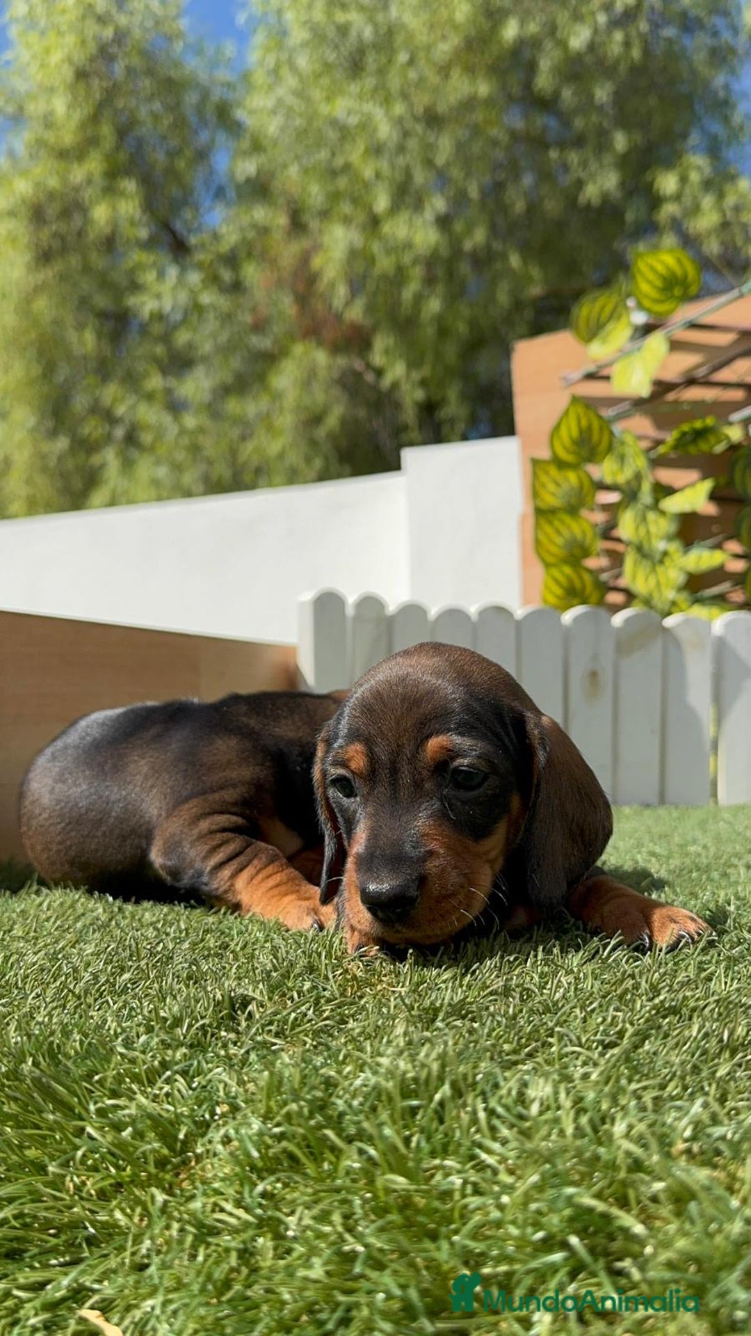 Teckel Miniatura perros en venta: TECKEL MINIATURA MACHO - Imagen 12