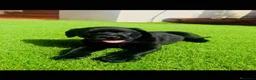 Labrador Retriever perros en venta: Cachorros labrador negro con pedigree  - Anuncio 6