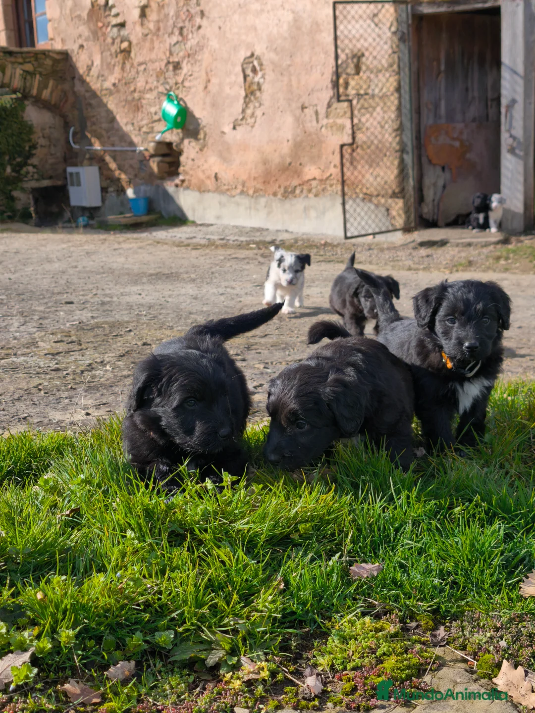 Raza Mixta perros en venta: Cachorros borderpoo! 2 meses! - Anuncio 4