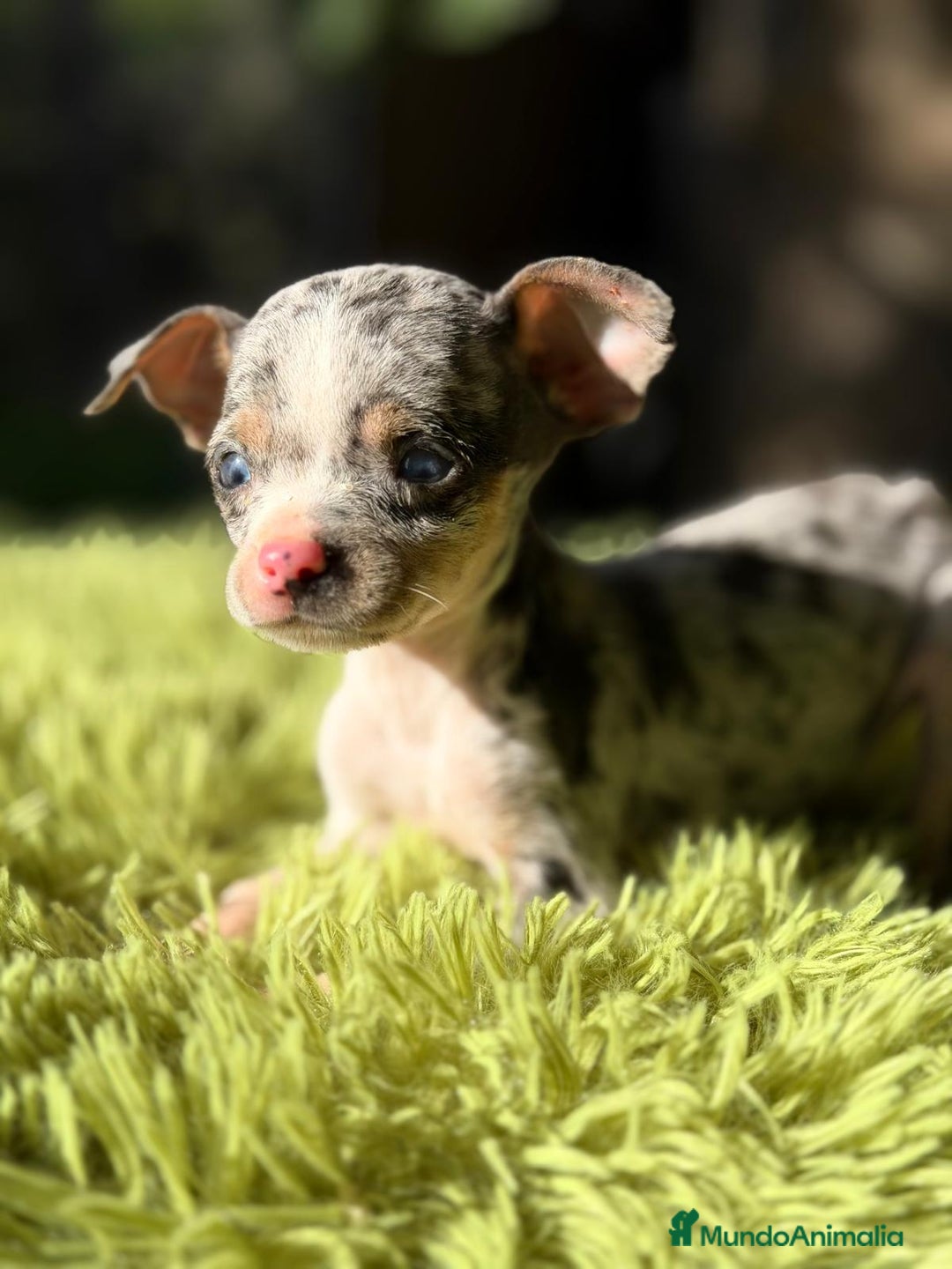 Ratón de Praga perros en venta: RATON DE PRAGA MERLE - Anuncio 2