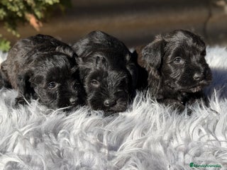 Schnauzer Miniatura perros Schnauzer negro mini - Anuncio 2