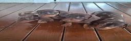 Teckel Miniatura perros en venta: TECKEL MINIATURA - Anuncio 4