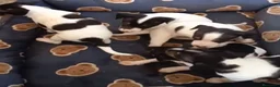 Gos Rater Valencià perros en venta: Ratón valenciano - Anuncio 4