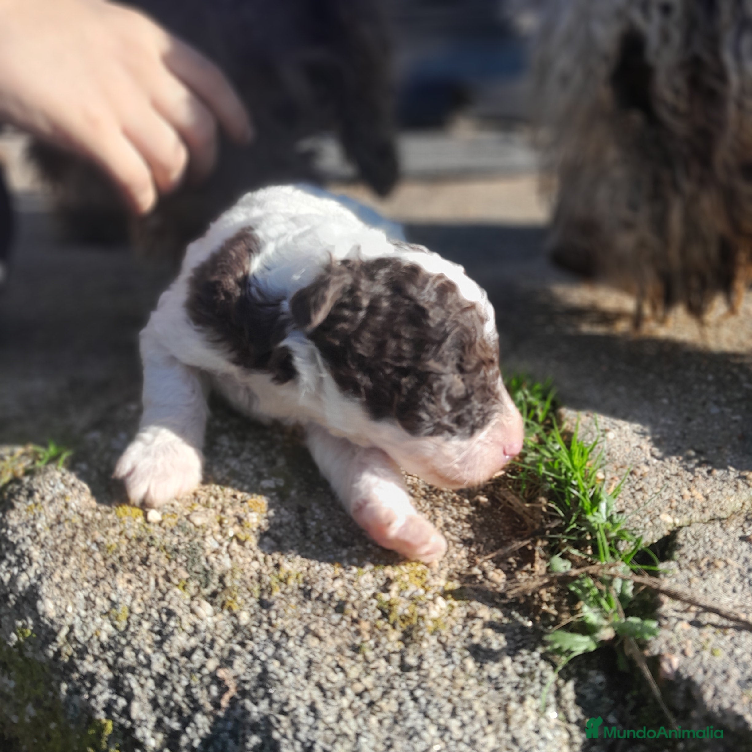 Perro de Agua Español perros PERRO DE AGUA ESPAÑOL - Anuncio 26