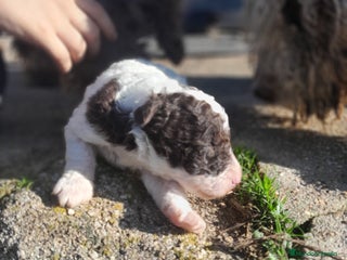 Perro de Agua Español perros PERRO DE AGUA ESPAÑOL - Anuncio 1