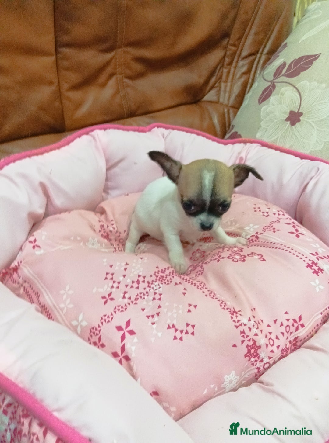Chihuahua perros en venta: CHIHUAHUA TOY  - Anuncio 3