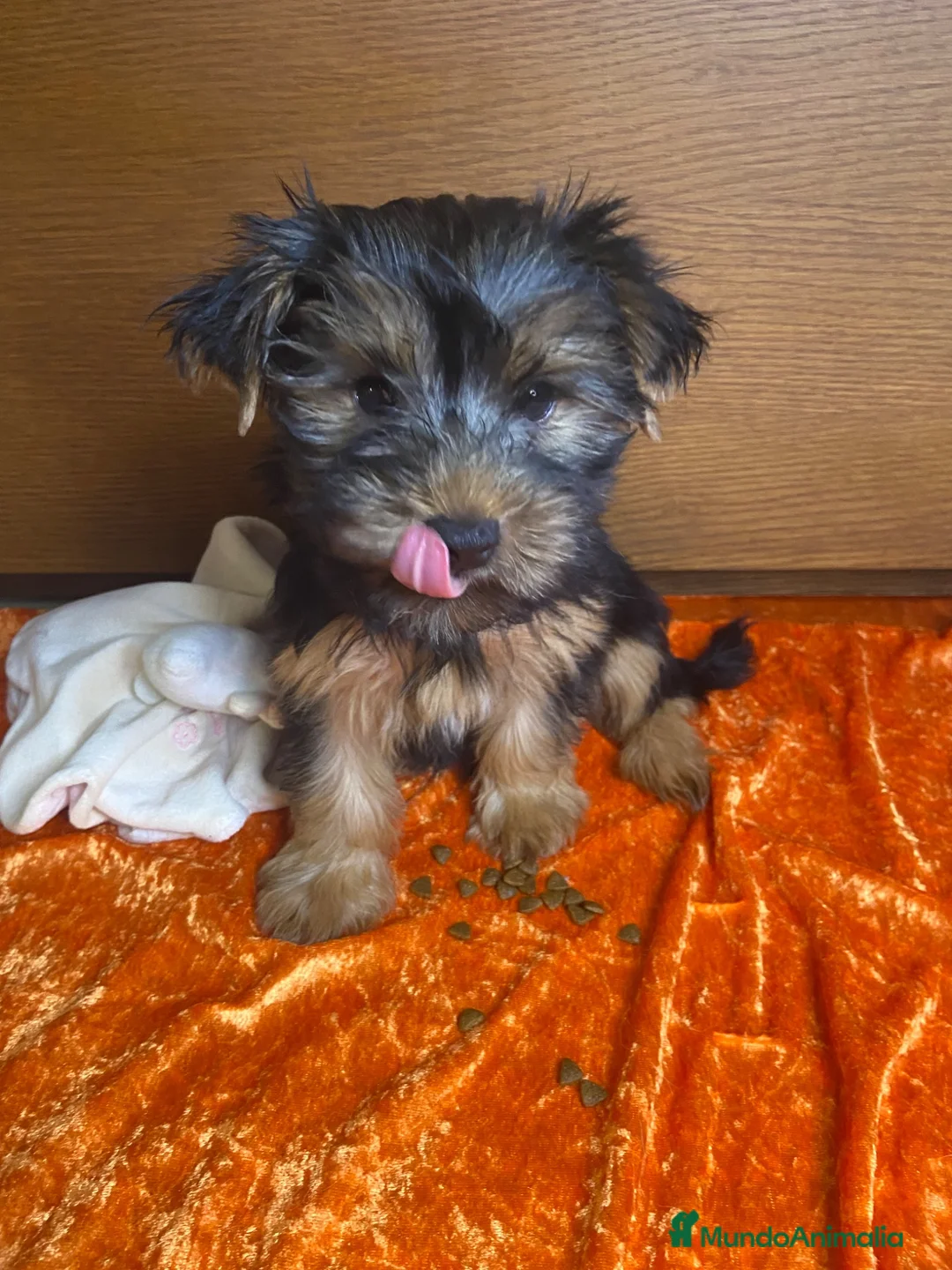 Yorkshire Terrier perros en venta: Niños de Yorkshire Terrier🩵 - Anuncio 2