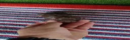Teckel Miniatura perros en venta: Camadas de teckel kaninchen todos los colores  - Anuncio 2