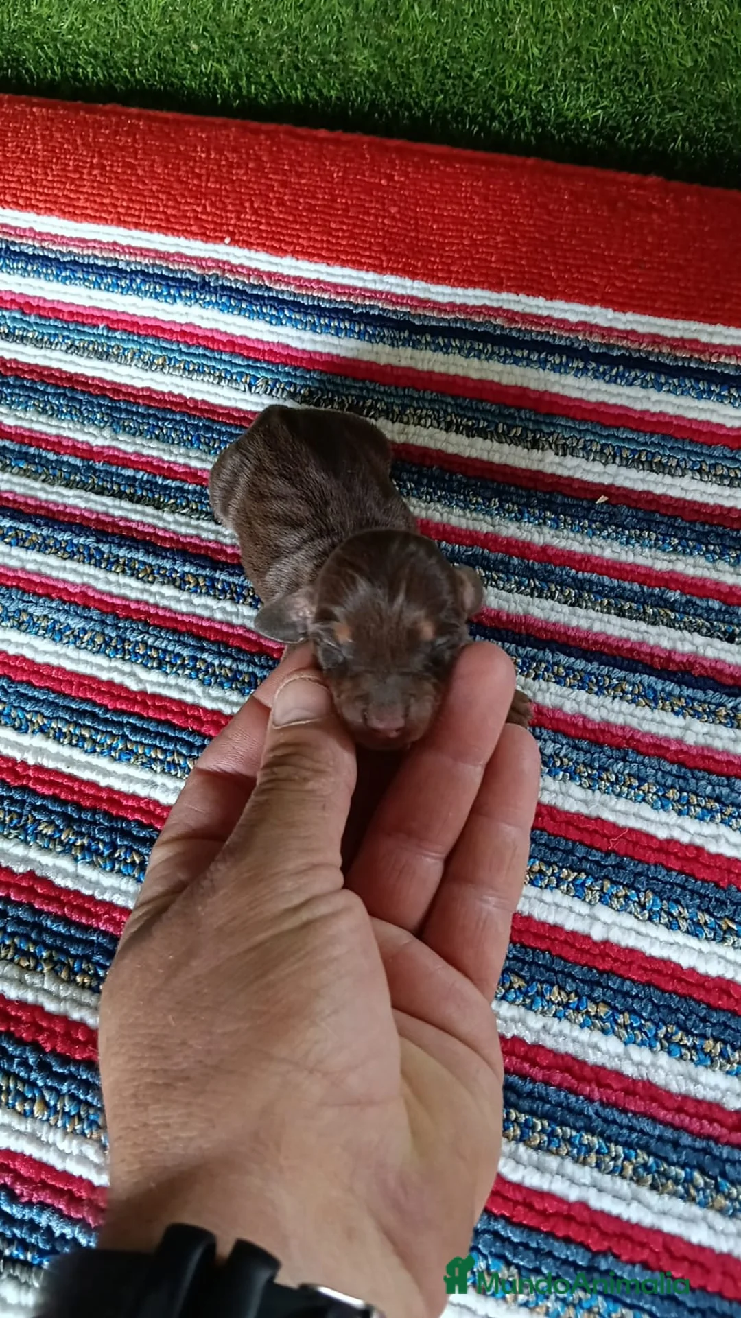 Teckel Miniatura perros en venta: Camadas de teckel kaninchen todos los colores  - Anuncio 2
