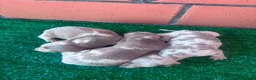 Teckel Miniatura perros en venta: Teckel mini  - Anuncio 1