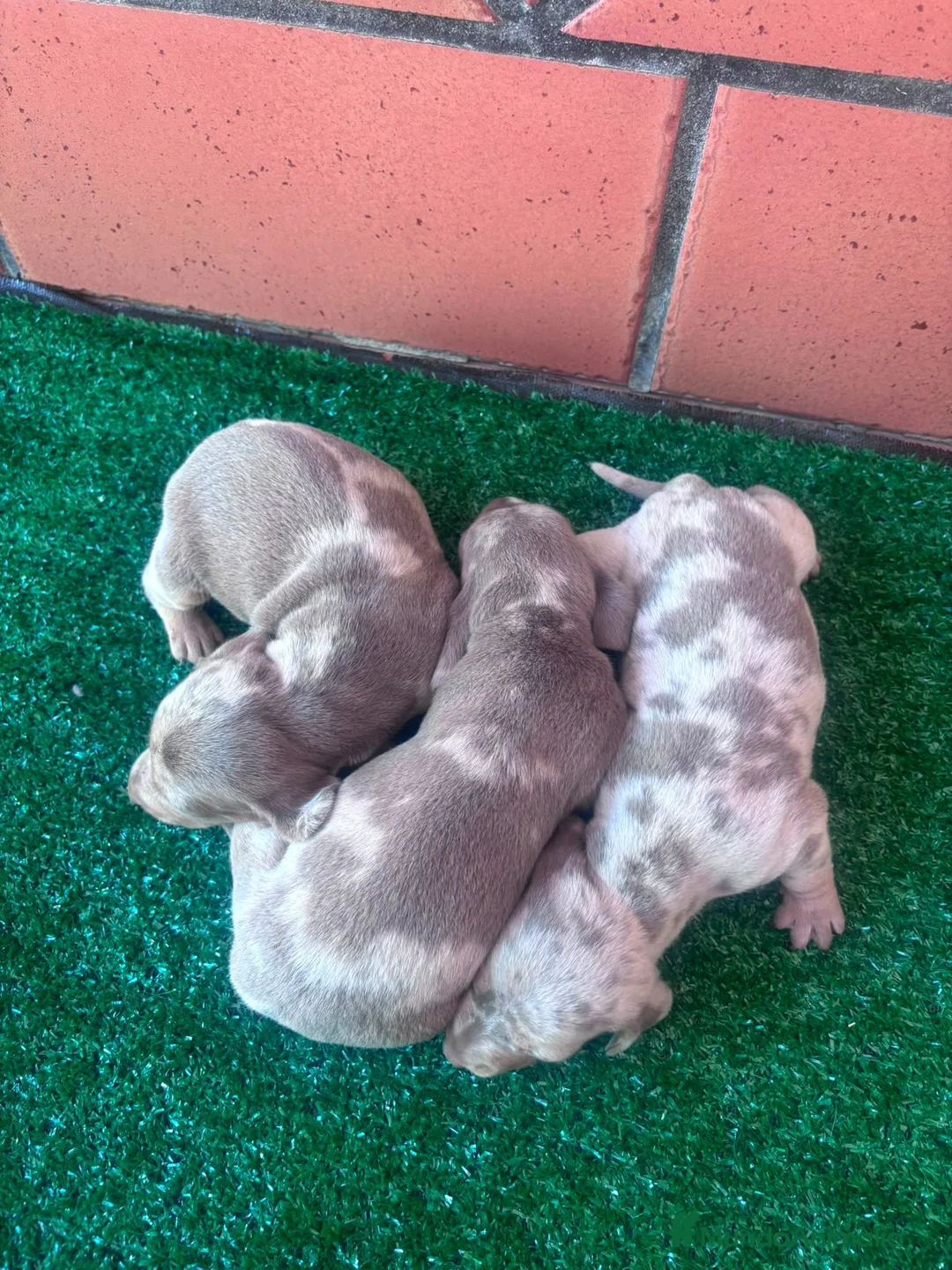 Teckel Miniatura perros en venta: Teckel mini  - Anuncio 1