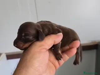 Teckel Miniatura perros Teckel miniatura macho chocolate - Anuncio 1