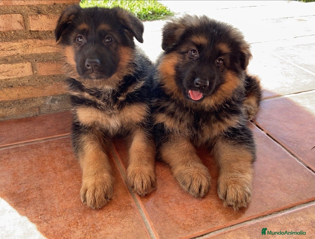 Pastor Alemán perros CACHORROS DE PASTOR ALEMÁN  - Anuncio 1