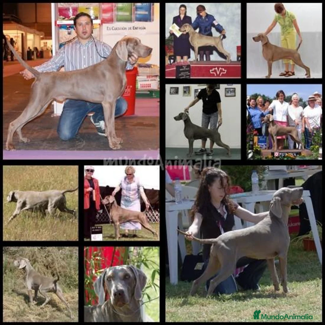 Imagen de galería {{count}}