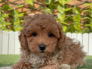 Raza Mixta perros - Anuncio 22