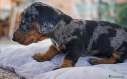 Teckel Miniatura perros en venta: 🌸 Florentina – Teckel miniatura merlé con negro🐾 - Imagen 7