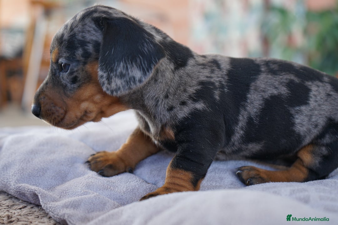 Teckel Miniatura perros en venta: 🌸 Florentina – Teckel miniatura merlé con negro🐾 - Imagen 7