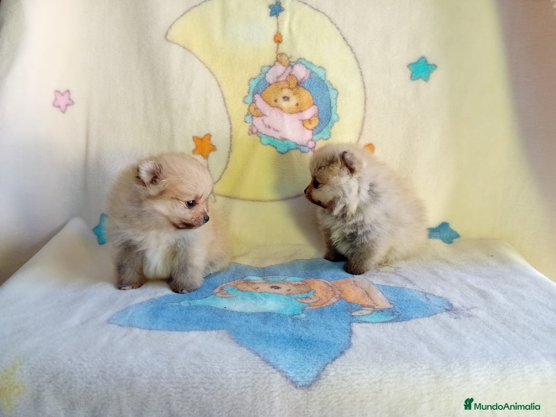 Pomerania perros en venta: Lulú de pomerania precio real - Anuncio 14