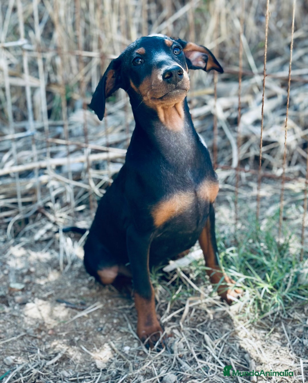 Pinscher Alemán perros en venta: PINSCHER ALEMÁN OPORTUNIDAD - Imagen 4