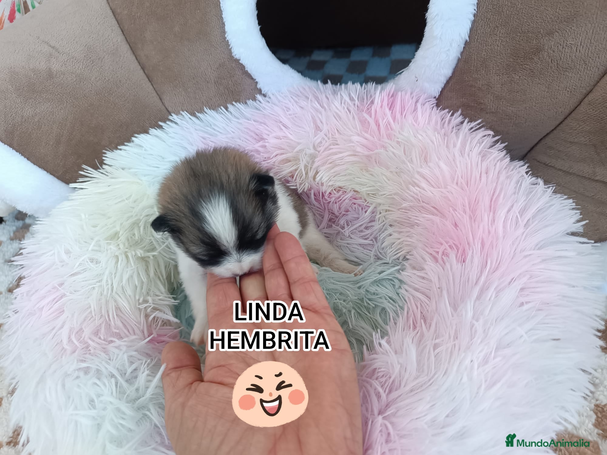 Pomerania perros POMERANIAS HEMBRITAS - Anuncio 4