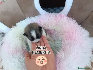 Pomerania perros POMERANIAS HEMBRITAS - Anuncio 32