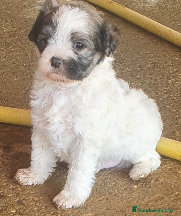 Perro Crestado Chino perros Crestado Chino con pelo  - Anuncio 2