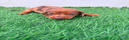 Teckel Miniatura perros en venta: Teckel miniatura merle chocolate  - Anuncio 15