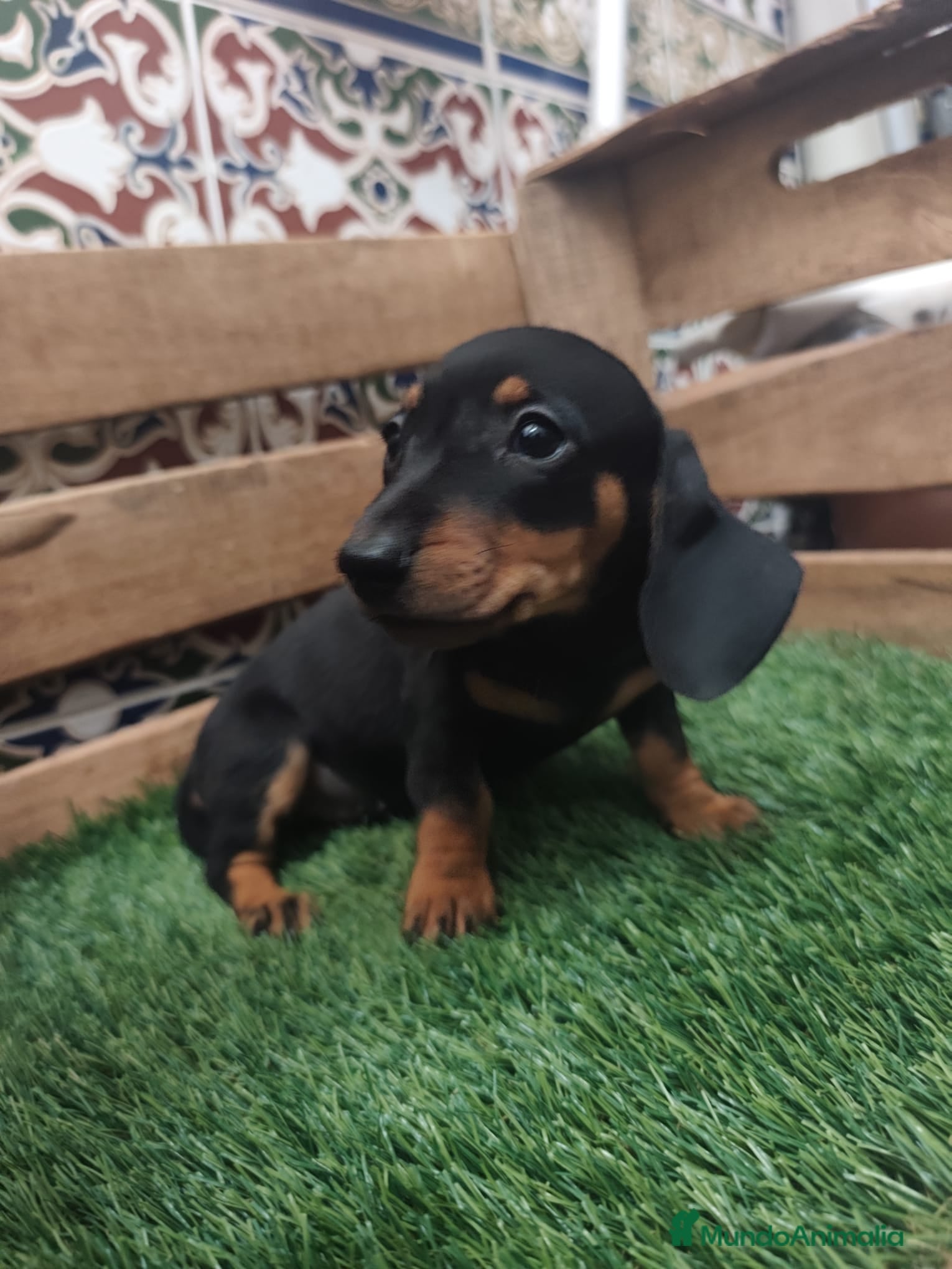 Teckel perros Teckel kaninchen  - Anuncio 1