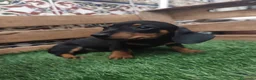Teckel perros en venta: Teckel kaninchen  - Anuncio 1
