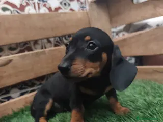 Teckel perros Teckel kaninchen - Anuncio 1