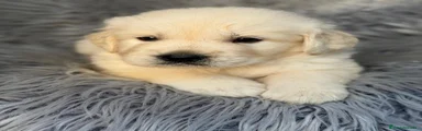 Golden Retriever 1