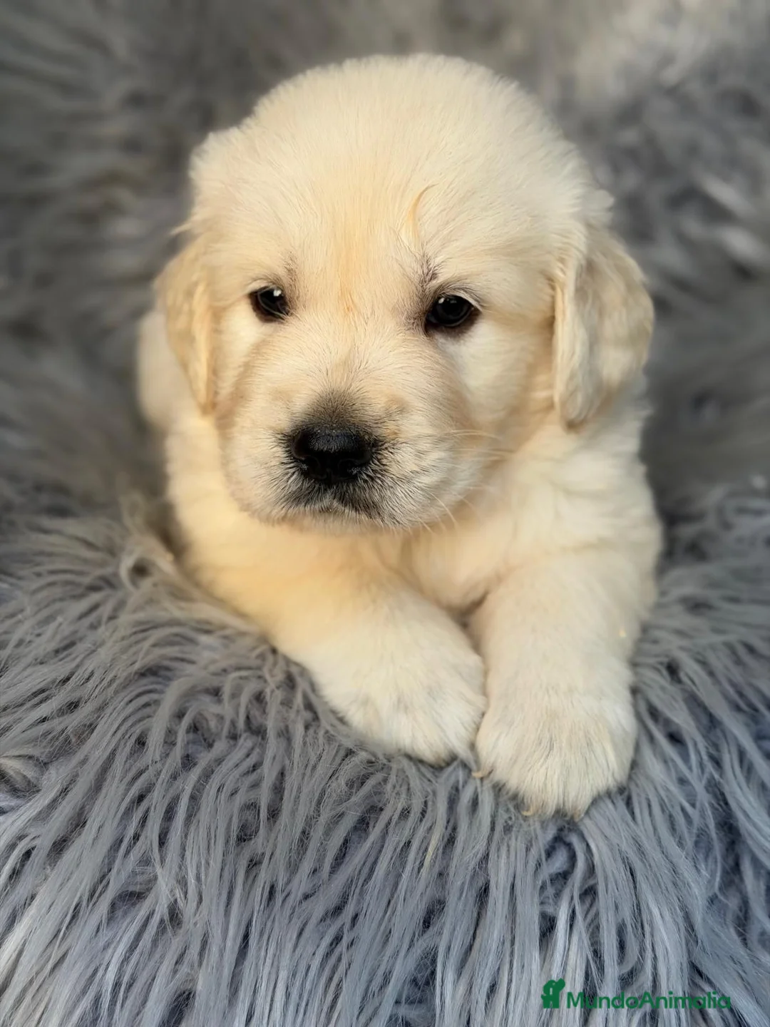 Golden Retriever perros en venta: Golden retriever💙 - Anuncio 3