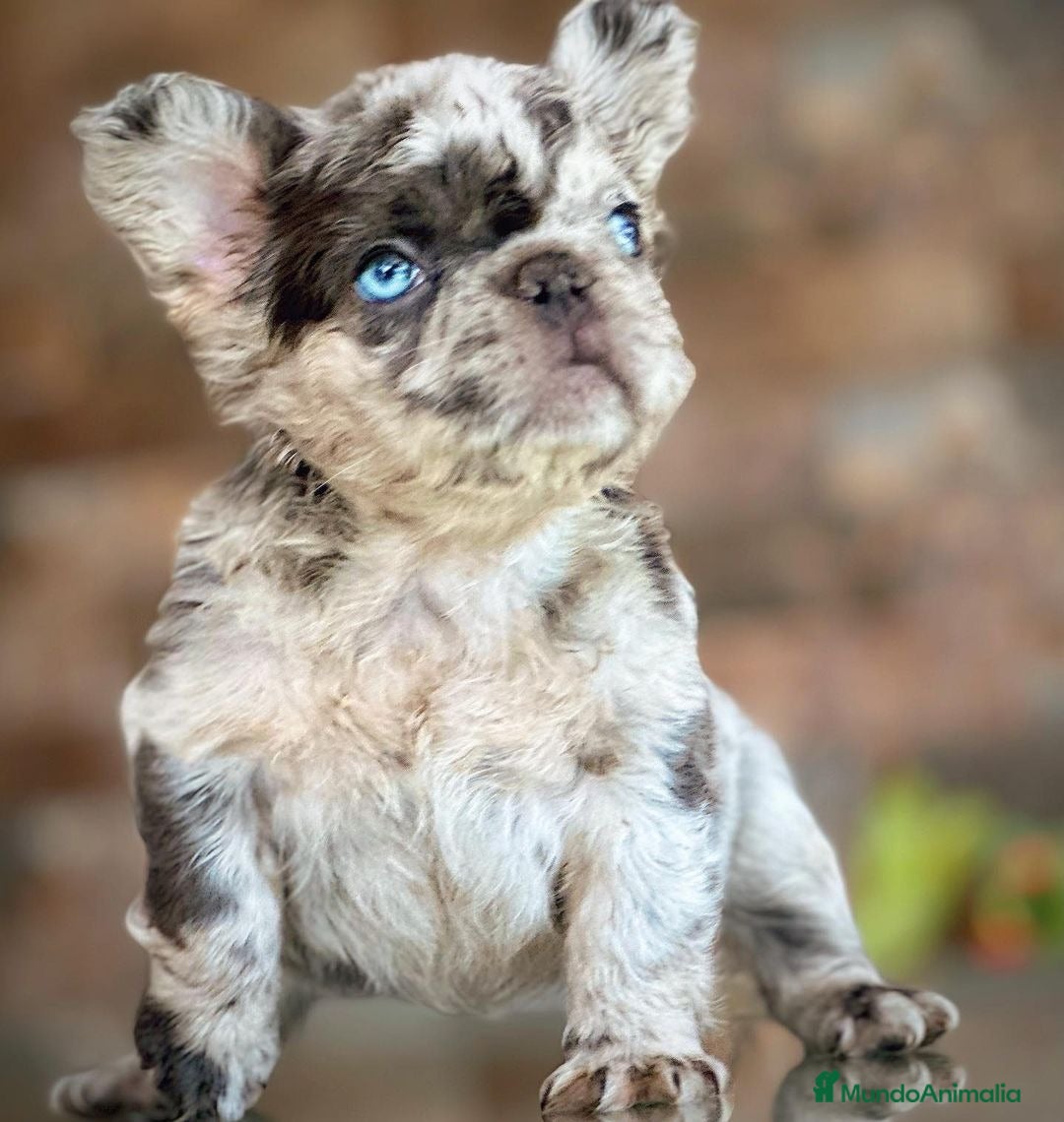 Bulldog Francés perros Exóticos bulldog francés !  - Anuncio 2