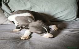 Whippet perros en venta: Whippet Macho - Imagen 4