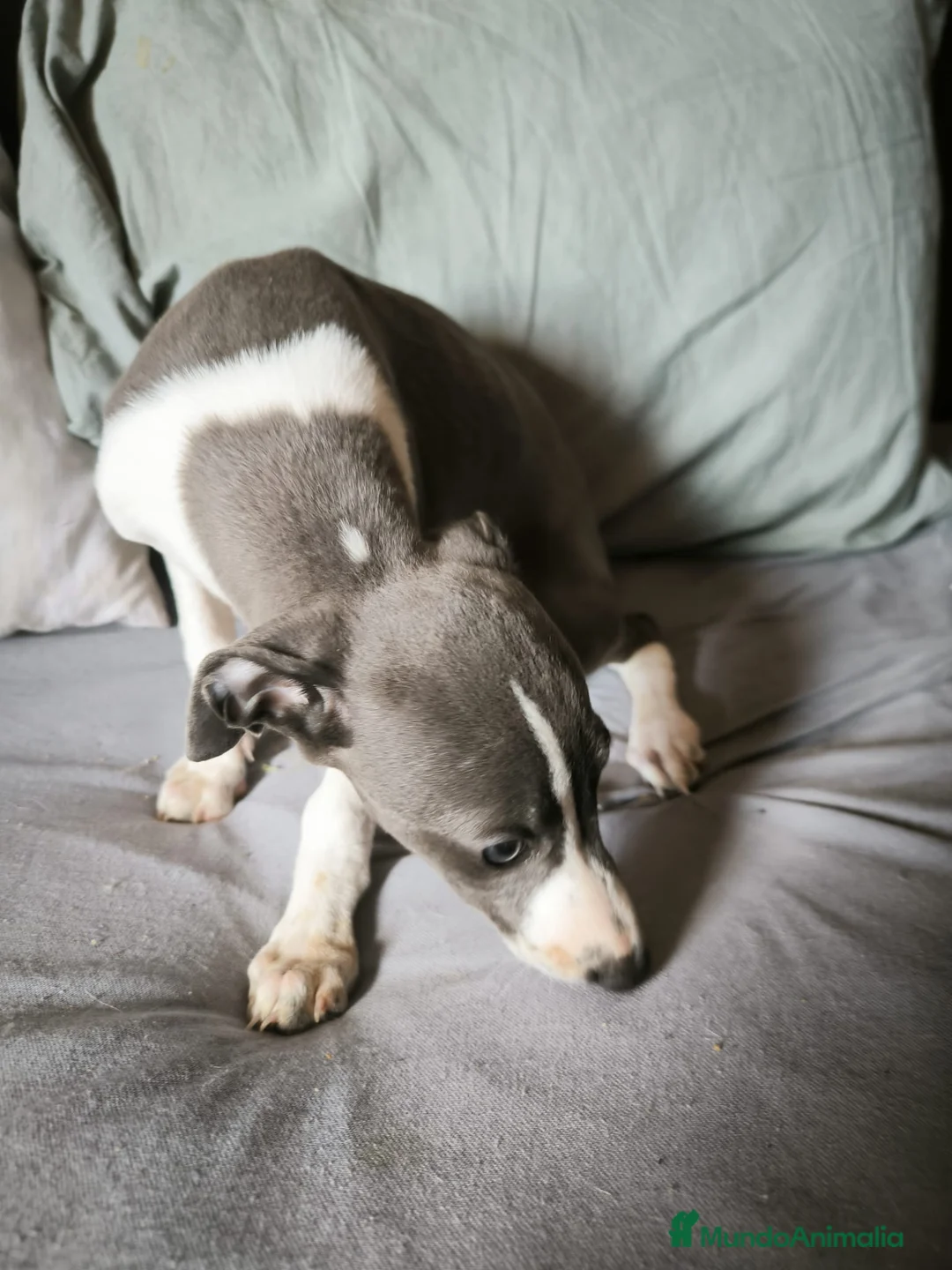 Whippet perros en venta: Whippet Macho - Anuncio 4
