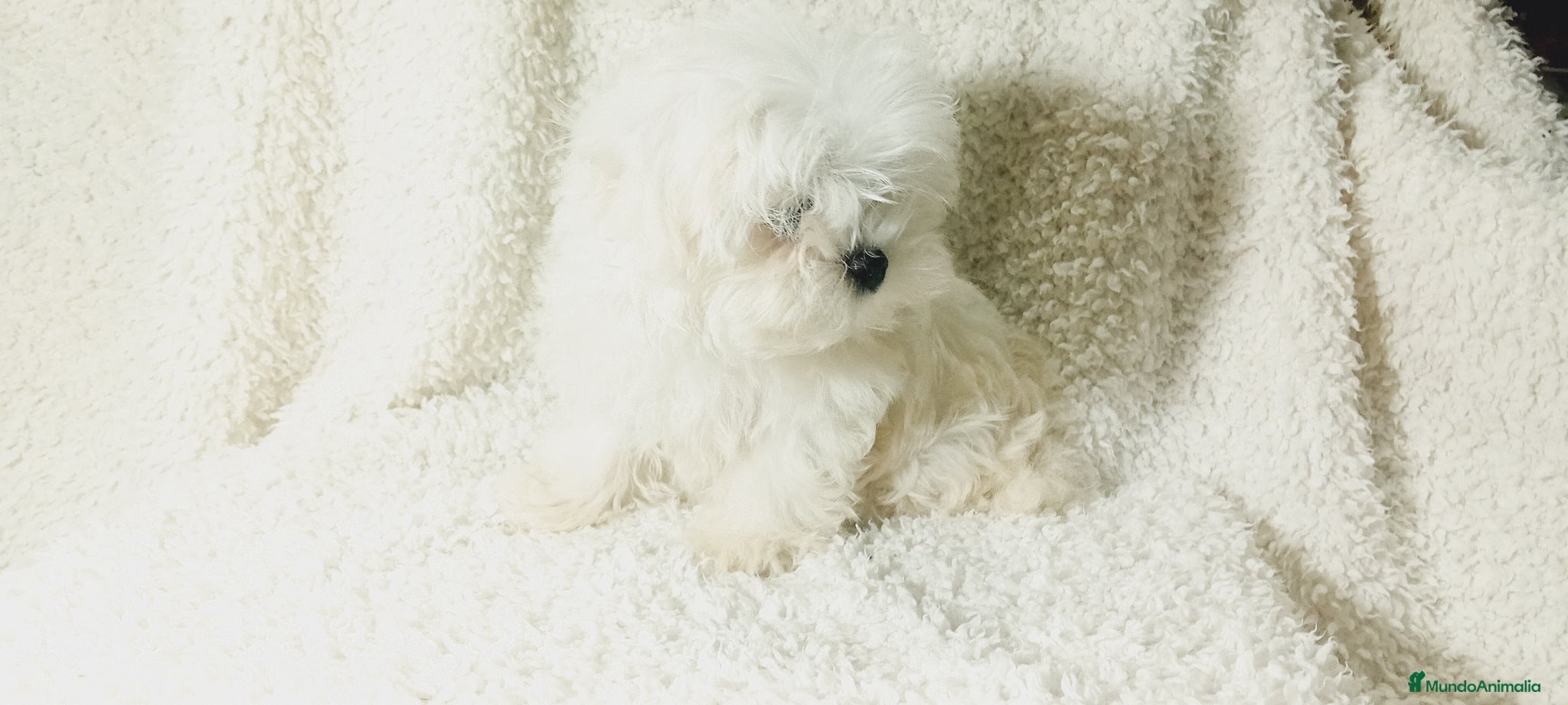 Bichón Maltés perros ‼️‼️PRECIOSA CAMADA DE BICHÓN MALTES COREANO TOY - Anuncio 3