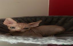 Sphynx gatos en venta: Sphynx de pura raza - Imagen 2