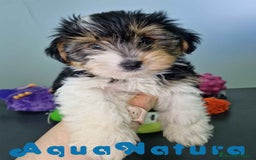 Biewer Yorkshire Terrier a la Pom Pon perros en venta: Yorkshire Biewer Macho CJMM 1762 AQUANATURA - Imagen 5