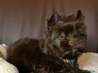 Yorkshire Terrier perros Exclusivos Yorkshire Chocolate toy - Anuncio 5