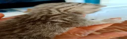 Británico de Pelo Corto gatos en venta:  BRITISH SHORTAIR Se vende - Anuncio 2